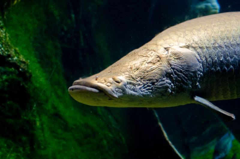 Древняя рыба арапайма: особенности, как выглядит и где обитает