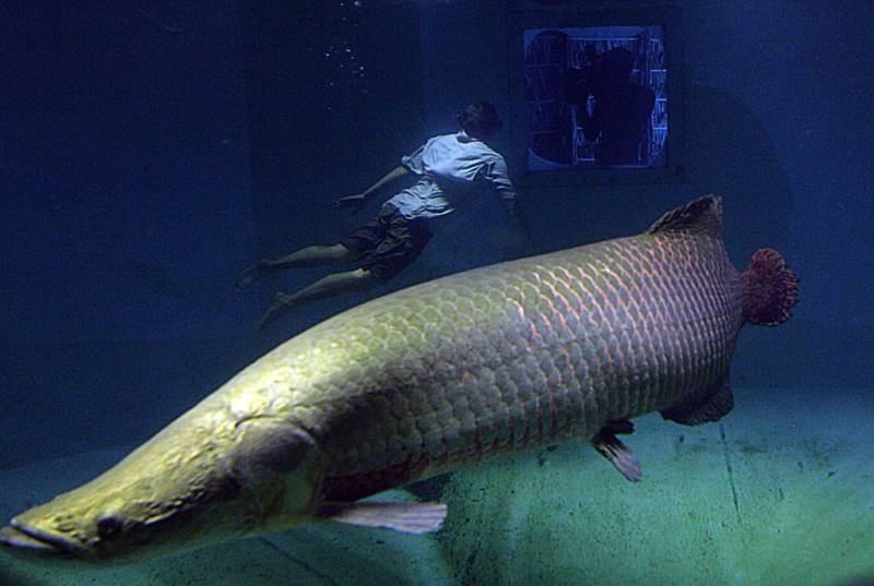 Древняя рыба арапайма: особенности, как выглядит и где обитает