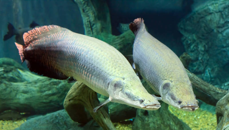 Древняя рыба арапайма: особенности, как выглядит и где обитает