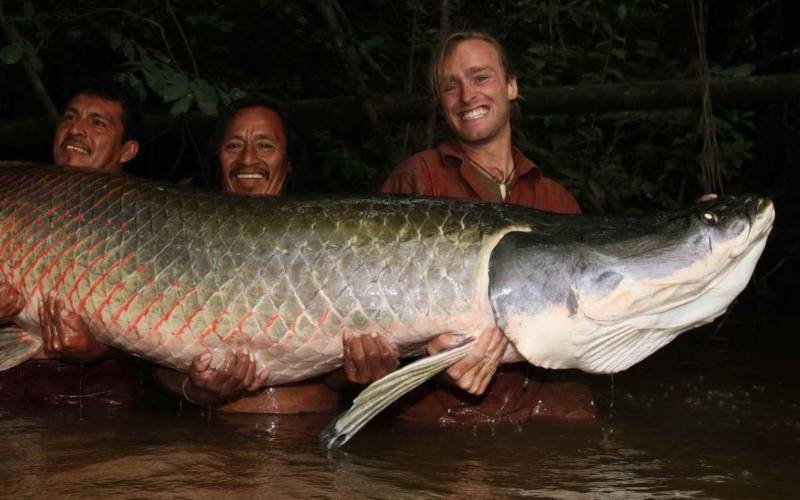 Древняя рыба арапайма: особенности, как выглядит и где обитает