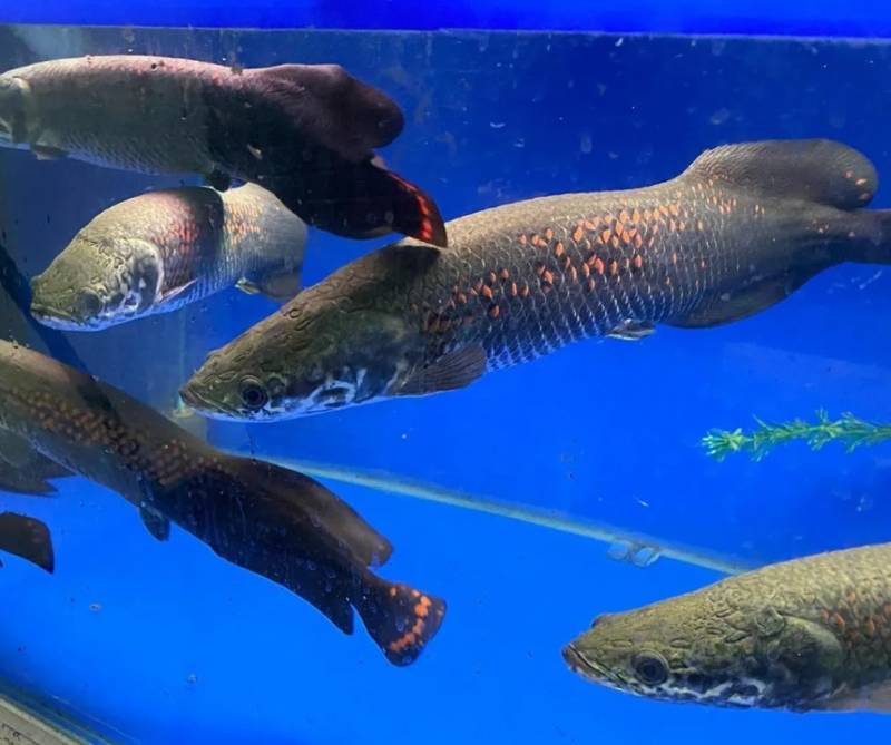 Древняя рыба арапайма: особенности, как выглядит и где обитает