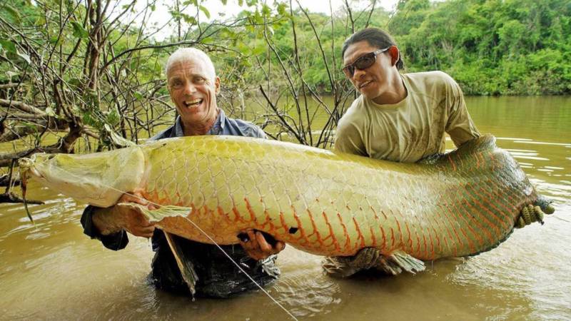 Древняя рыба арапайма: особенности, как выглядит и где обитает