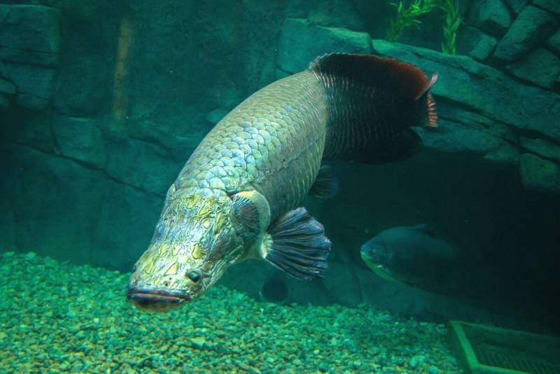 Древняя рыба арапайма: особенности, как выглядит и где обитает