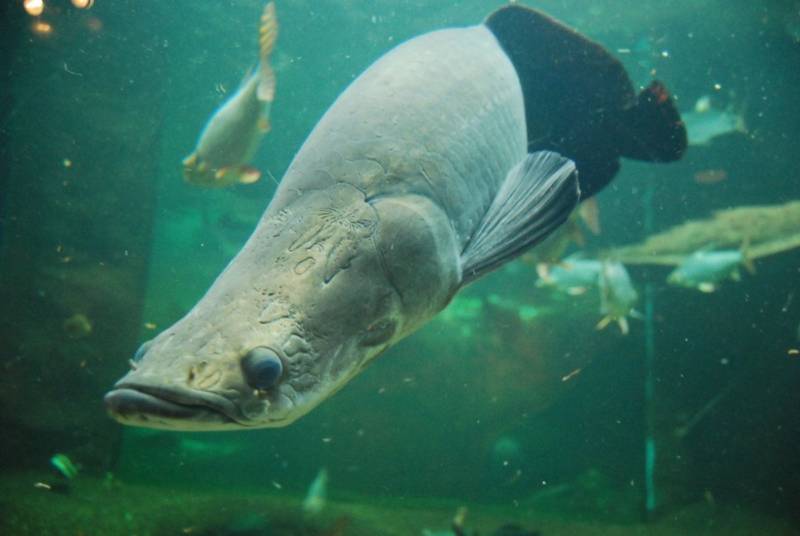 Древняя рыба арапайма: особенности, как выглядит и где обитает