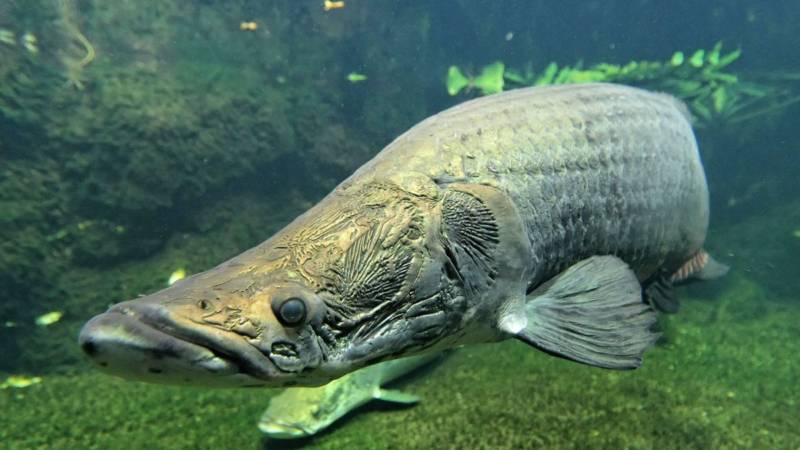 Древняя рыба арапайма: особенности, как выглядит и где обитает