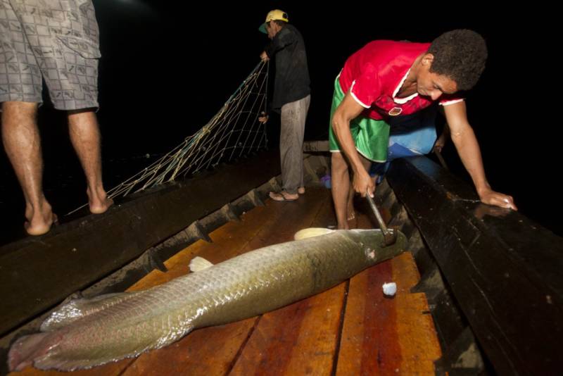 Древняя рыба арапайма: особенности, как выглядит и где обитает