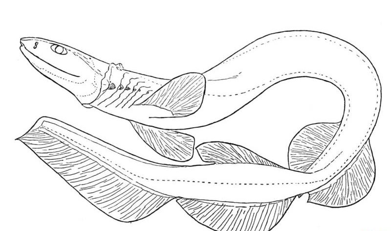 Плащеносная акула (Chlamydoselachus anguineus): описание, внешний вид, окрас, размер, вес, строение, продолжительность жизни, ареал, среда обитания, питание, поведение, враги, размножение, созревание, беременность, детеныши, численность, охрана, польза и вред для человека