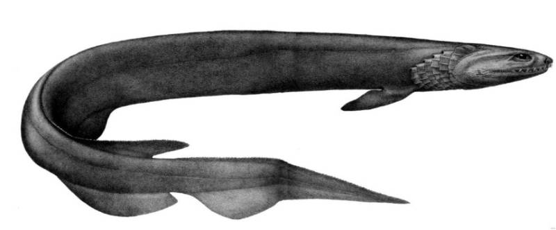 Плащеносная акула (Chlamydoselachus anguineus): описание, внешний вид, окрас, размер, вес, строение, продолжительность жизни, ареал, среда обитания, питание, поведение, враги, размножение, созревание, беременность, детеныши, численность, охрана, польза и вред для человека