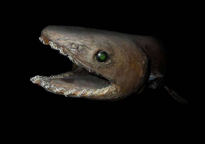 Плащеносная акула (Chlamydoselachus anguineus): описание, внешний вид, окрас, размер, вес, строение, продолжительность жизни, ареал, среда обитания, питание, поведение, враги, размножение, созревание, беременность, детеныши, численность, охрана, польза и вред для человека