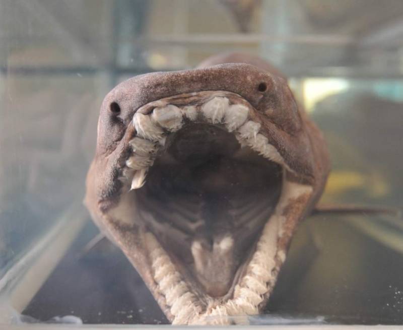 Плащеносная акула (Chlamydoselachus anguineus): описание, внешний вид, окрас, размер, вес, строение, продолжительность жизни, ареал, среда обитания, питание, поведение, враги, размножение, созревание, беременность, детеныши, численность, охрана, польза и вред для человека