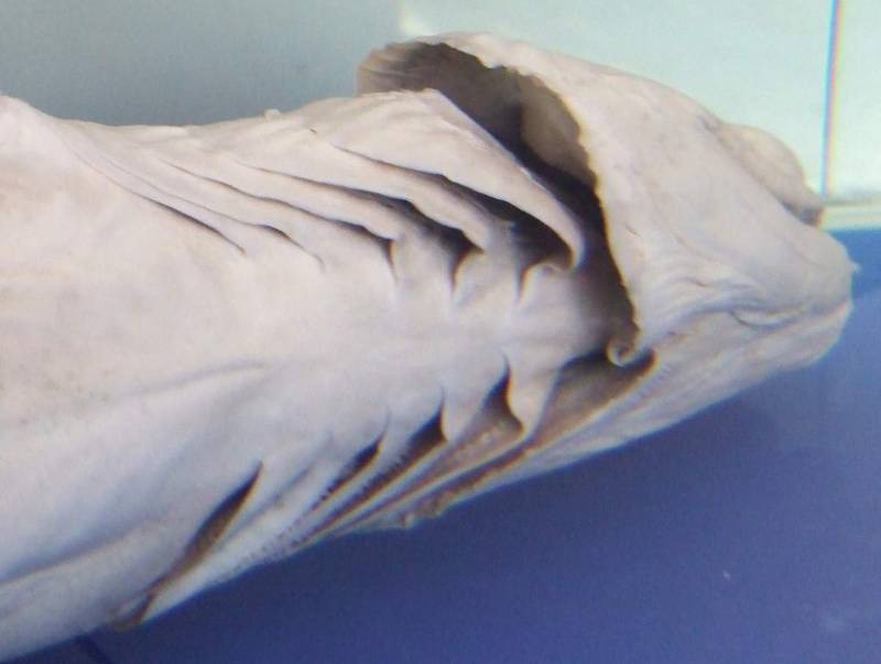 Плащеносная акула (Chlamydoselachus anguineus): описание, внешний вид, окрас, размер, вес, строение, продолжительность жизни, ареал, среда обитания, питание, поведение, враги, размножение, созревание, беременность, детеныши, численность, охрана, польза и вред для человека