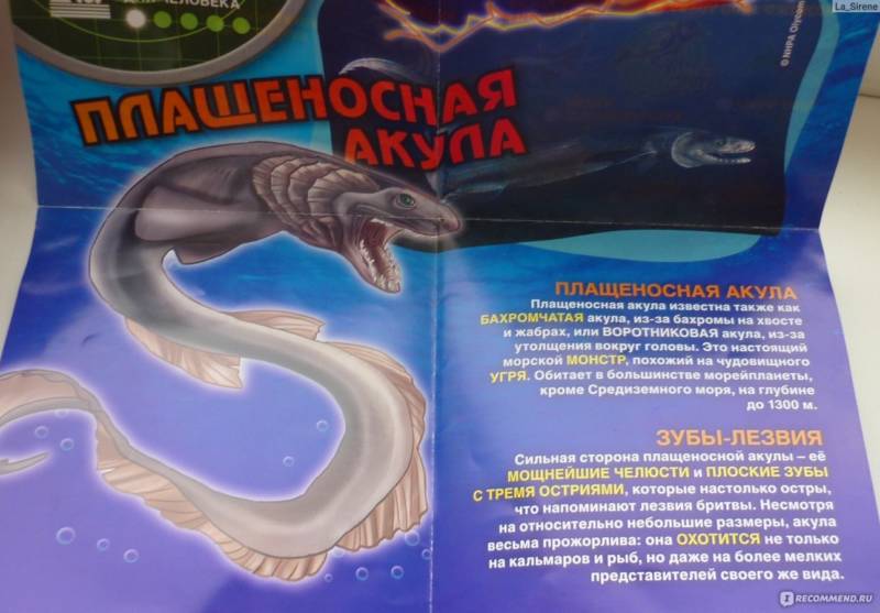 Плащеносная акула (Chlamydoselachus anguineus): описание, внешний вид, окрас, размер, вес, строение, продолжительность жизни, ареал, среда обитания, питание, поведение, враги, размножение, созревание, беременность, детеныши, численность, охрана, польза и вред для человека