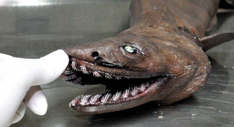 Плащеносная акула (Chlamydoselachus anguineus): описание, внешний вид, окрас, размер, вес, строение, продолжительность жизни, ареал, среда обитания, питание, поведение, враги, размножение, созревание, беременность, детеныши, численность, охрана, польза и вред для человека