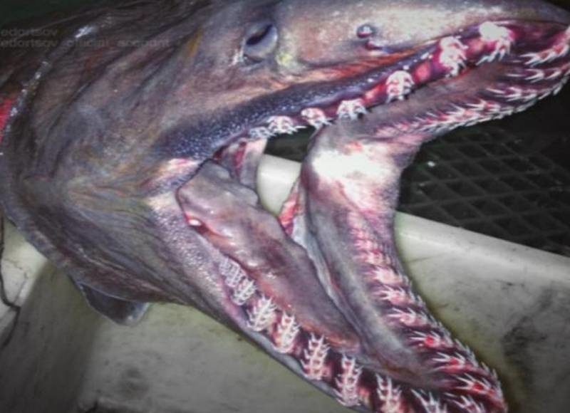 Плащеносная акула (Chlamydoselachus anguineus): описание, внешний вид, окрас, размер, вес, строение, продолжительность жизни, ареал, среда обитания, питание, поведение, враги, размножение, созревание, беременность, детеныши, численность, охрана, польза и вред для человека