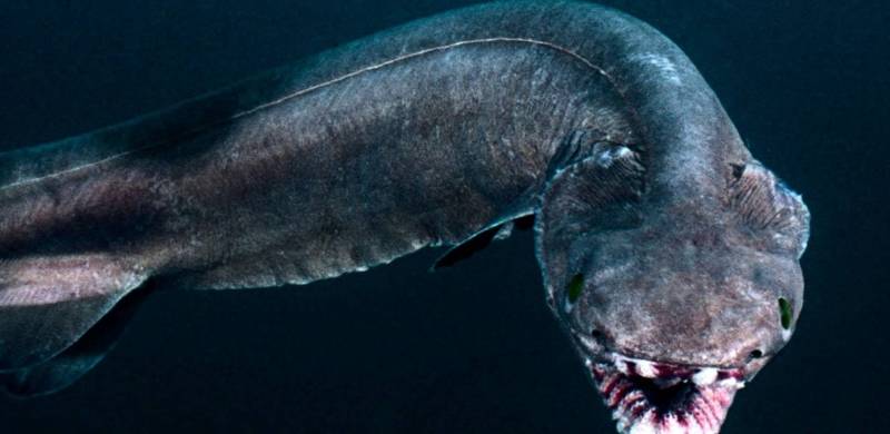 Плащеносная акула (Chlamydoselachus anguineus): описание, внешний вид, окрас, размер, вес, строение, продолжительность жизни, ареал, среда обитания, питание, поведение, враги, размножение, созревание, беременность, детеныши, численность, охрана, польза и вред для человека