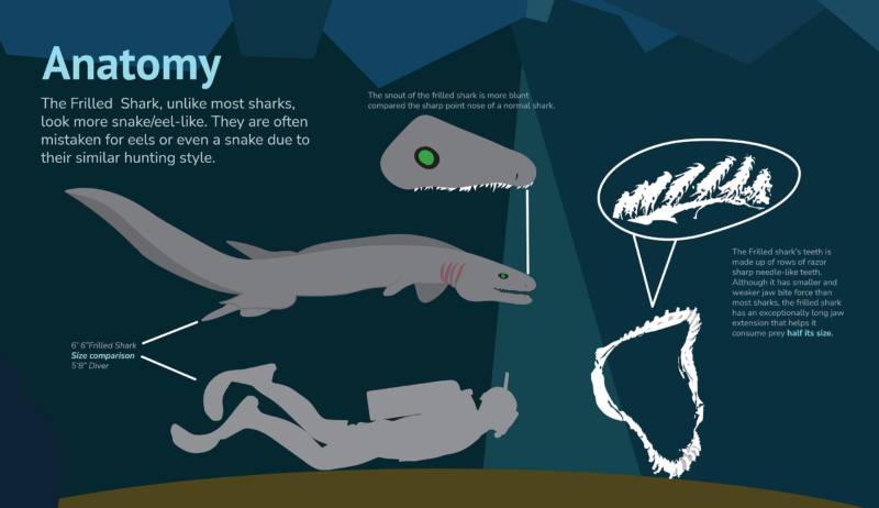 Плащеносная акула (Chlamydoselachus anguineus): описание, внешний вид, окрас, размер, вес, строение, продолжительность жизни, ареал, среда обитания, питание, поведение, враги, размножение, созревание, беременность, детеныши, численность, охрана, польза и вред для человека