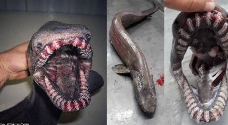 Плащеносная акула (Chlamydoselachus anguineus): описание, внешний вид, окрас, размер, вес, строение, продолжительность жизни, ареал, среда обитания, питание, поведение, враги, размножение, созревание, беременность, детеныши, численность, охрана, польза и вред для человека