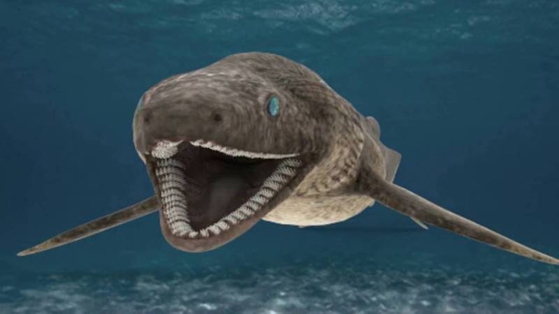 Плащеносная акула (Chlamydoselachus anguineus): описание, внешний вид, окрас, размер, вес, строение, продолжительность жизни, ареал, среда обитания, питание, поведение, враги, размножение, созревание, беременность, детеныши, численность, охрана, польза и вред для человека