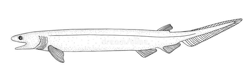 Плащеносная акула (Chlamydoselachus anguineus): описание, внешний вид, окрас, размер, вес, строение, продолжительность жизни, ареал, среда обитания, питание, поведение, враги, размножение, созревание, беременность, детеныши, численность, охрана, польза и вред для человека