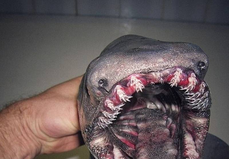 Плащеносная акула (Chlamydoselachus anguineus): описание, внешний вид, окрас, размер, вес, строение, продолжительность жизни, ареал, среда обитания, питание, поведение, враги, размножение, созревание, беременность, детеныши, численность, охрана, польза и вред для человека