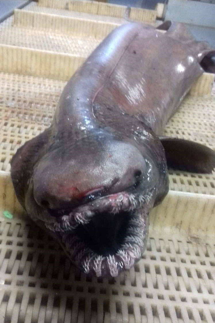 Плащеносная акула (Chlamydoselachus anguineus): описание, внешний вид, окрас, размер, вес, строение, продолжительность жизни, ареал, среда обитания, питание, поведение, враги, размножение, созревание, беременность, детеныши, численность, охрана, польза и вред для человека