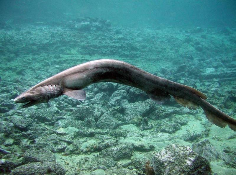 Плащеносная акула (Chlamydoselachus anguineus): описание, внешний вид, окрас, размер, вес, строение, продолжительность жизни, ареал, среда обитания, питание, поведение, враги, размножение, созревание, беременность, детеныши, численность, охрана, польза и вред для человека