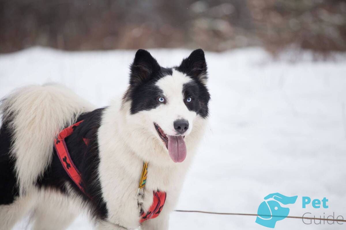Причины дисквалификации якутской лайки Причины дисквалификации якутской лайки