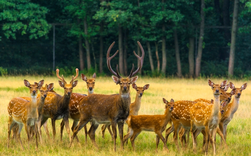 Красивый олень