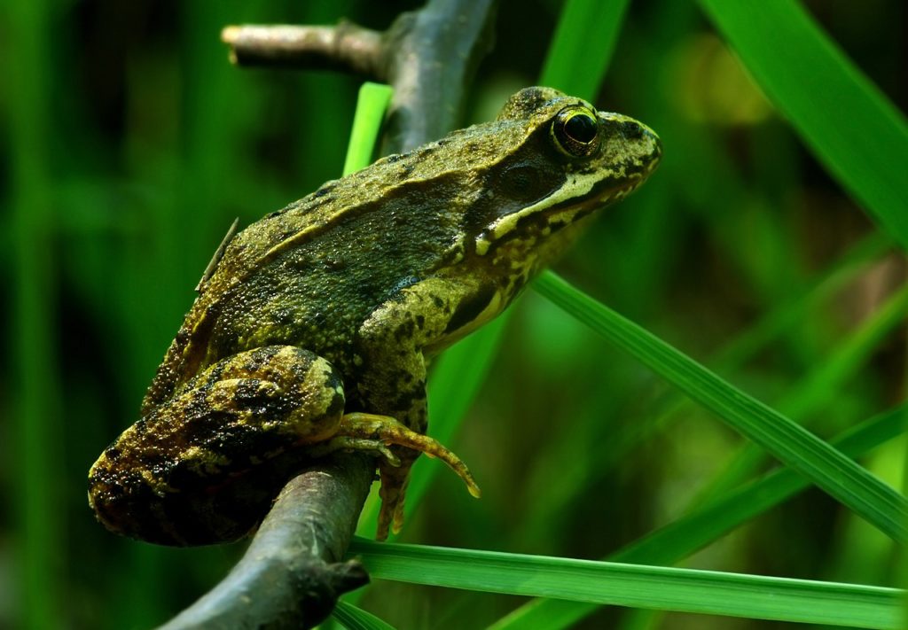 Комменсализм: определение, типы, примеры и похожие термины