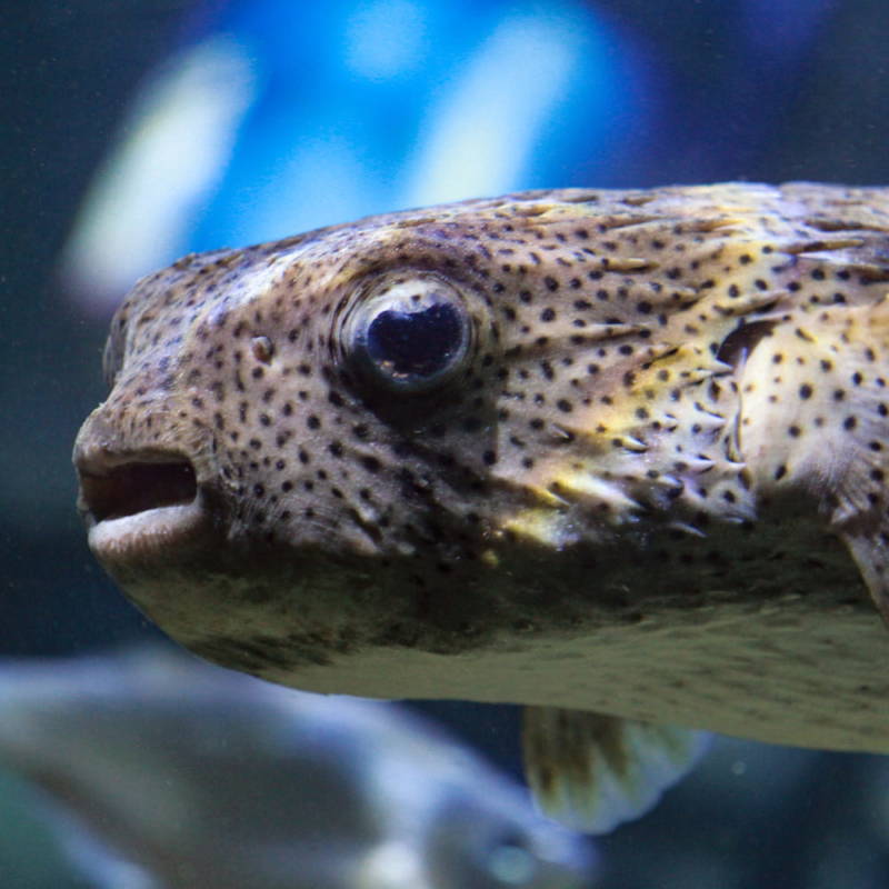 Рыба фугу - как выглядит, где обитает, описание, яд и опасность для человека