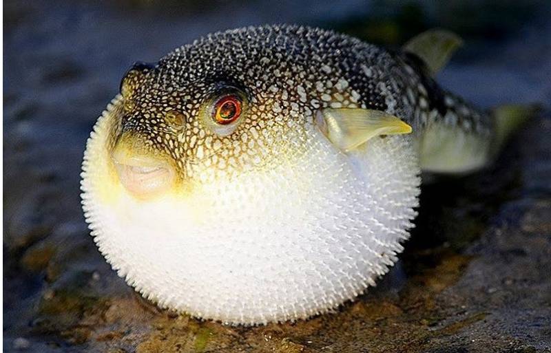 Рыба фугу - как выглядит, где обитает, описание, яд и опасность для человека