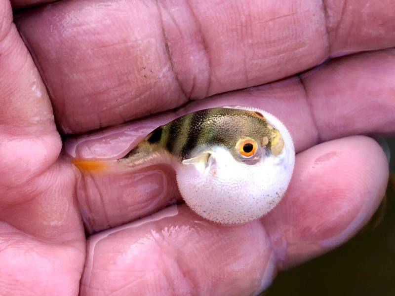 Рыба фугу - как выглядит, где обитает, описание, яд и опасность для человека