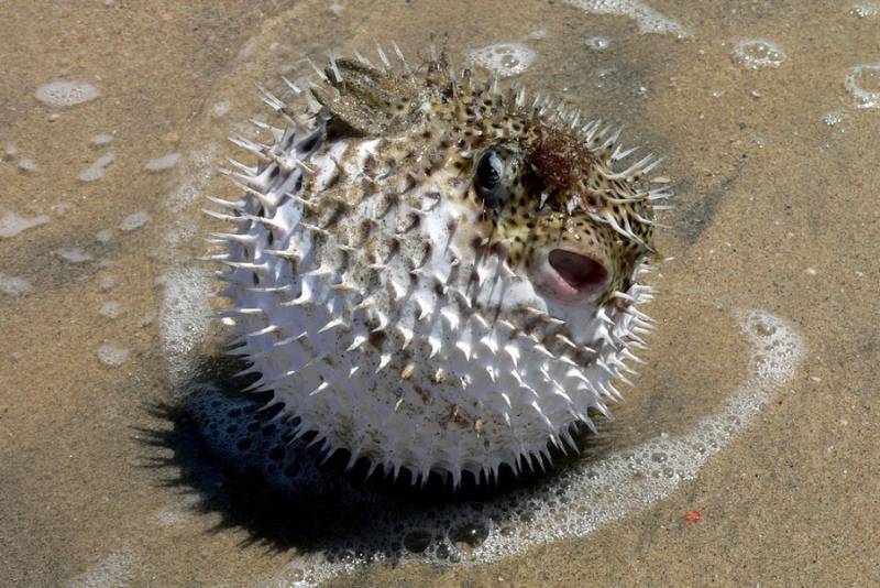 Рыба фугу - как выглядит, где обитает, описание, яд и опасность для человека