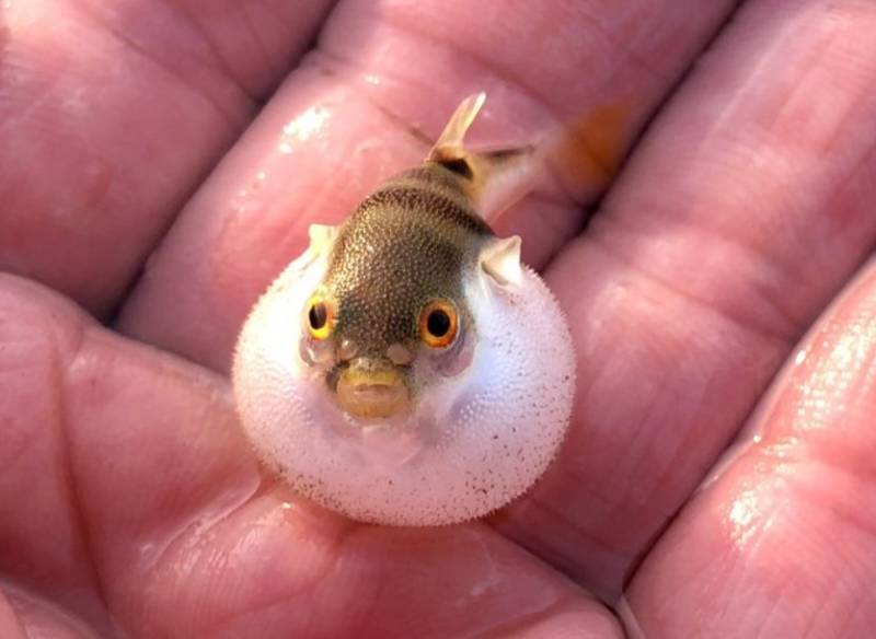 Рыба фугу - как выглядит, где обитает, описание, яд и опасность для человека