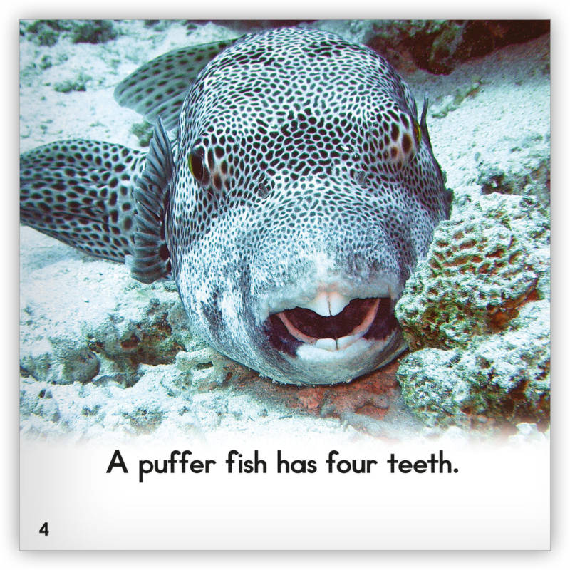 Рыба фугу - как выглядит, где обитает, описание, яд и опасность для человека