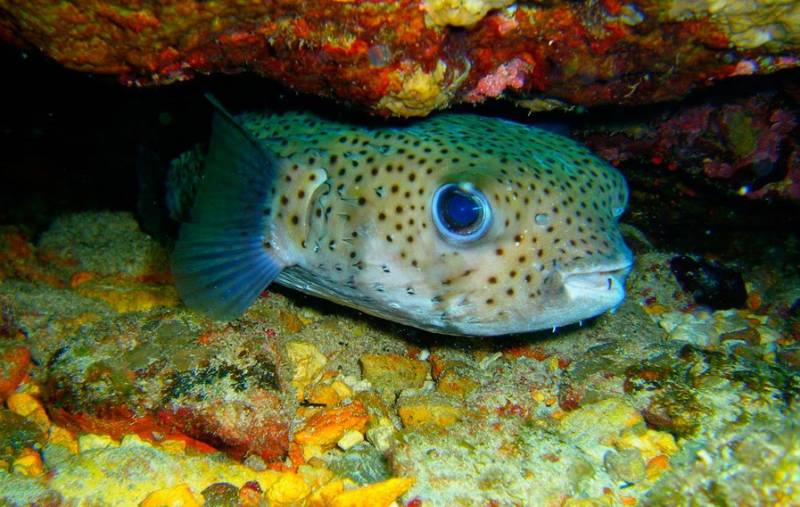 Рыба фугу - как выглядит, где обитает, описание, яд и опасность для человека