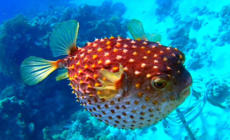 Рыба фугу - как выглядит, где обитает, описание, яд и опасность для человека
