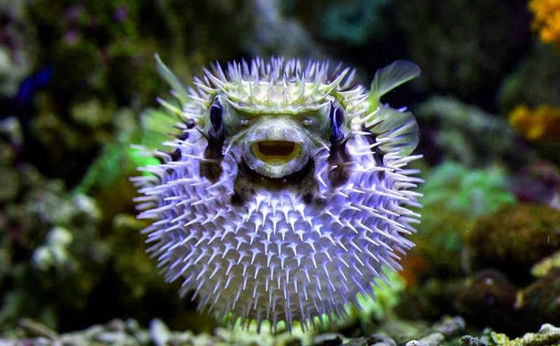 Рыба фугу - как выглядит, где обитает, описание, яд и опасность для человека