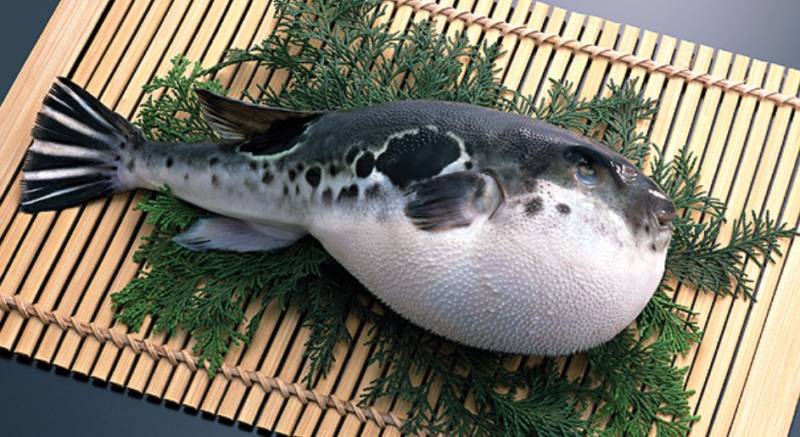 Рыба фугу - как выглядит, где обитает, описание, яд и опасность для человека