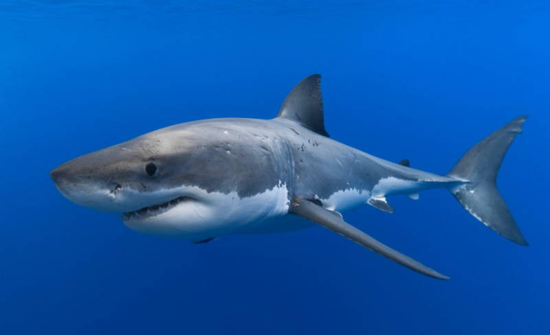 Рыба фугу - как выглядит, где обитает, описание, яд и опасность для человека