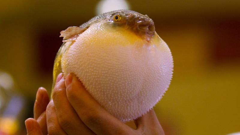 Рыба фугу - как выглядит, где обитает, описание, яд и опасность для человека