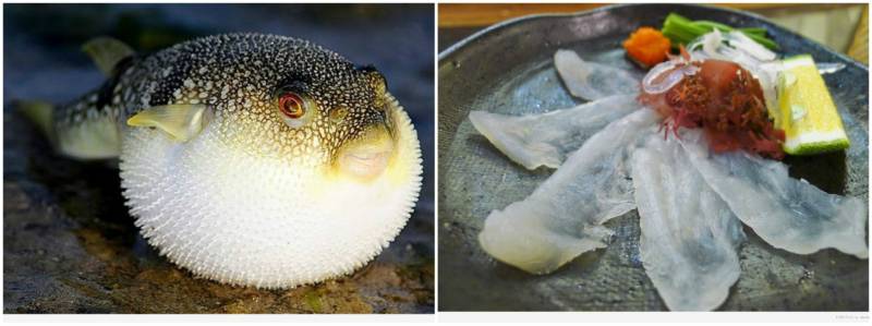 Рыба фугу - как выглядит, где обитает, описание, яд и опасность для человека