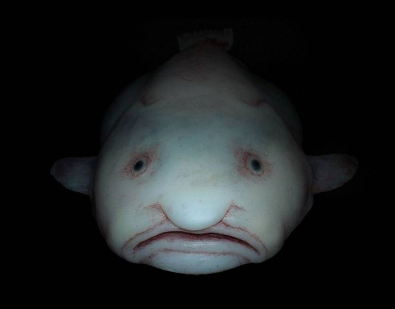 Рыба-капля (психролют): как выглядит