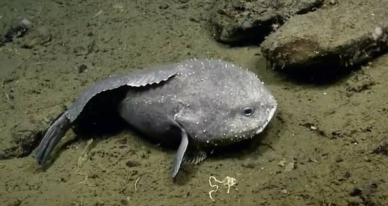 Рыба-капля (психролют): как выглядит