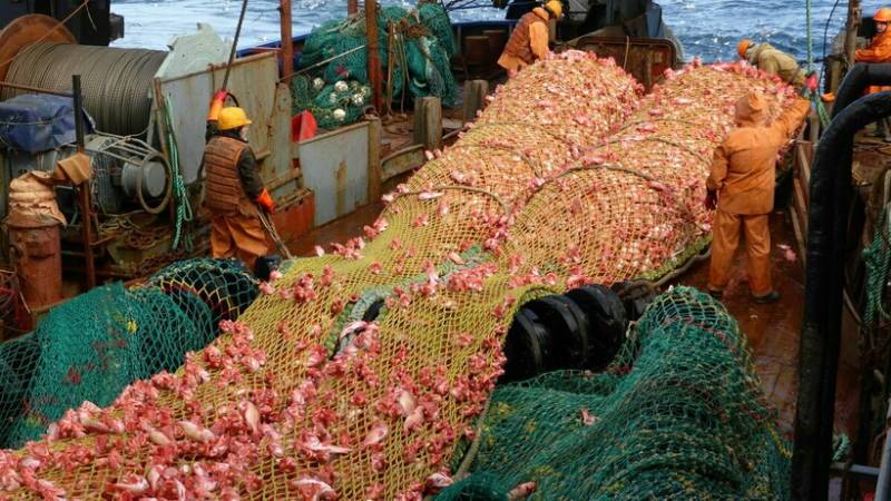 Рыба-капля (психролют): как выглядит