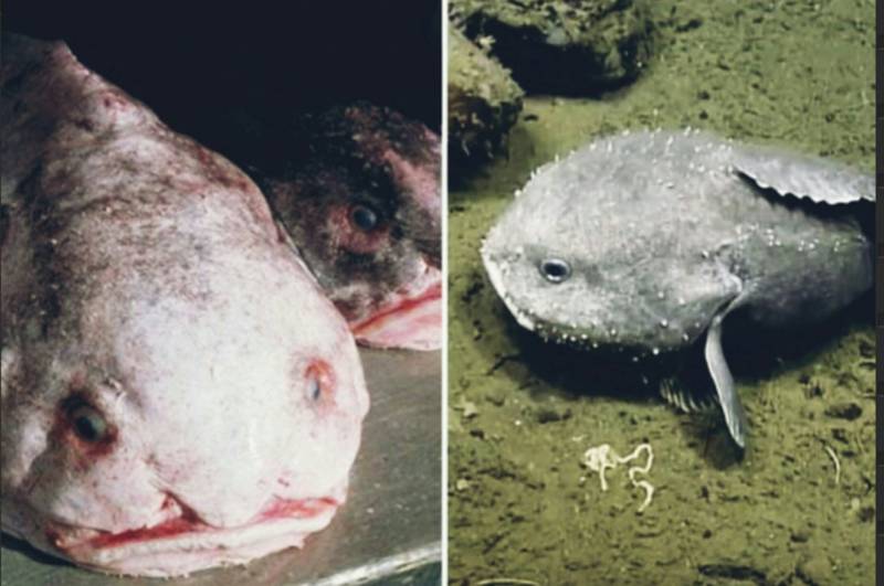 Рыба-капля (психролют): как выглядит