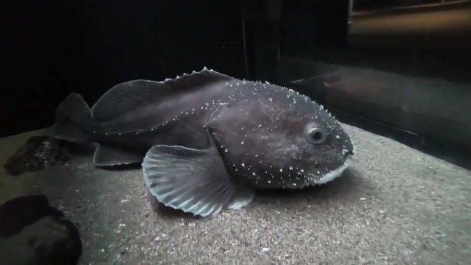 Рыба-капля (психролют): как выглядит