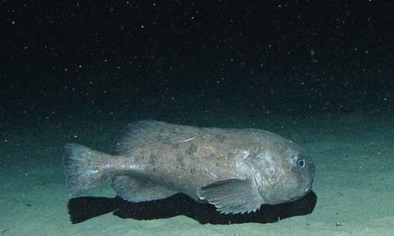 Рыба-капля (психролют): как выглядит