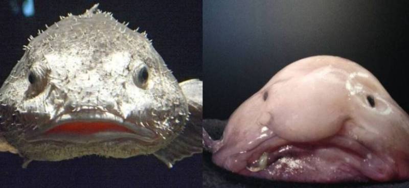 Рыба-капля (психролют): как выглядит