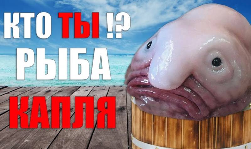 Рыба-капля (психролют): как выглядит